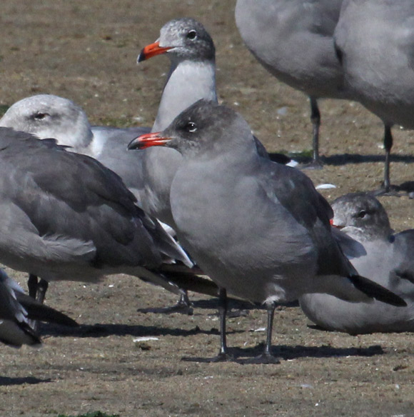 Heermann's Gull