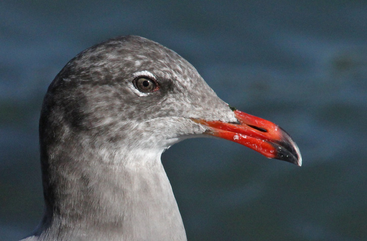 Heermann's Gull