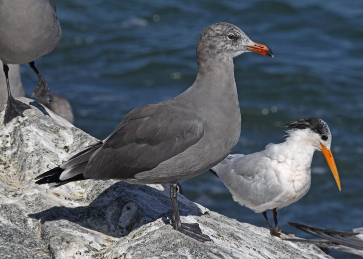 Heermann's Gull