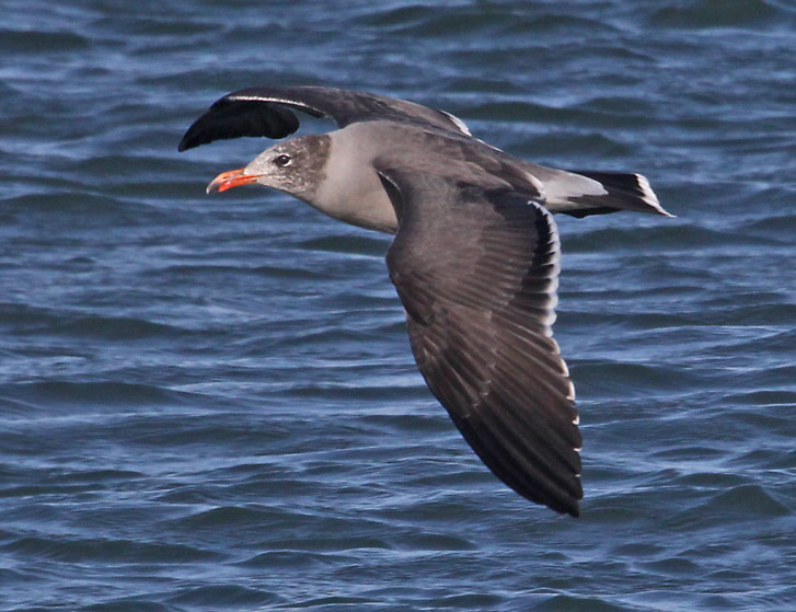 Heermann's Gull