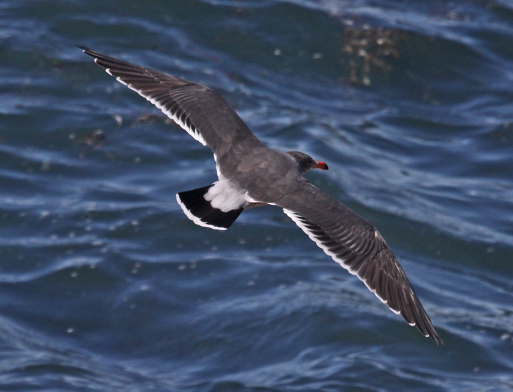 Heermann's Gull