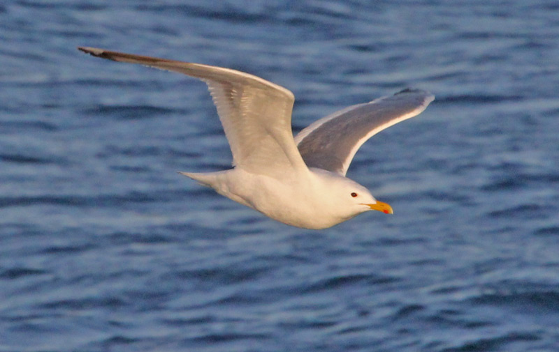 Vega Gull