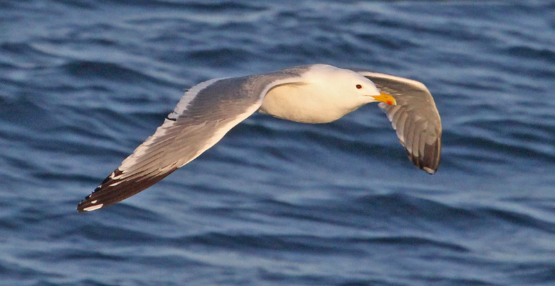 Vega Gull