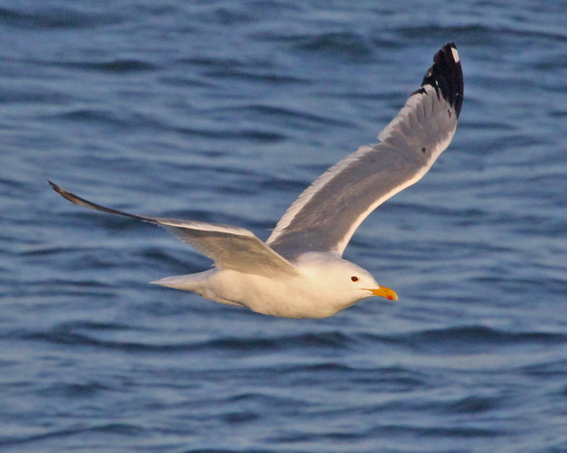 Vega Gull