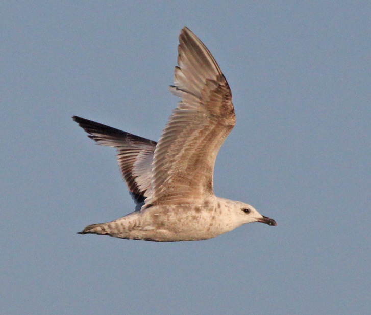 Vega Gull