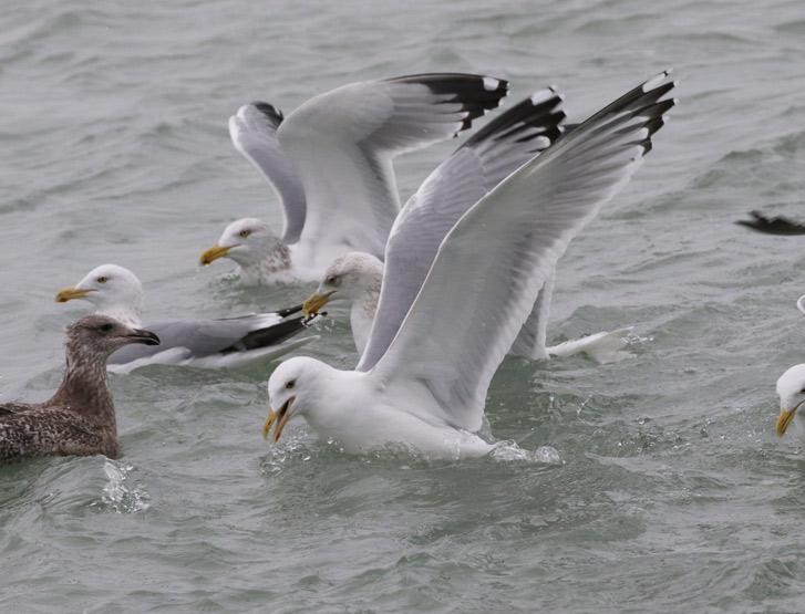 Herring Gull (adult with very limited black in the primaries)