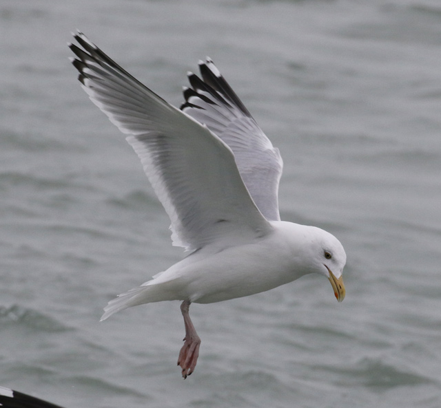 Herring Gull (adult with very limited black in the primaries)