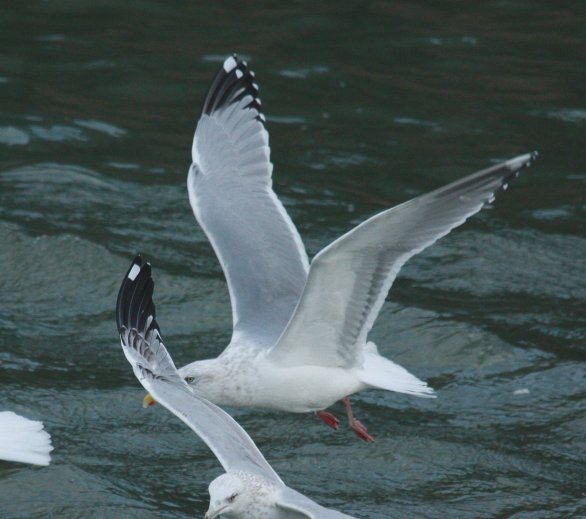 Herring Gull (adult with very limited black in the primaries)