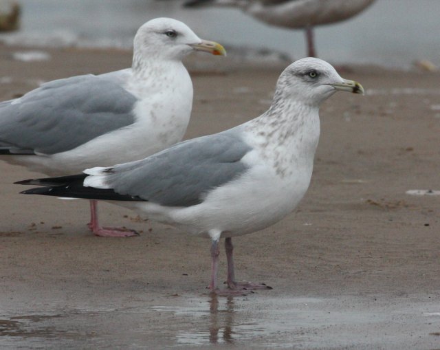 Herring Gull
