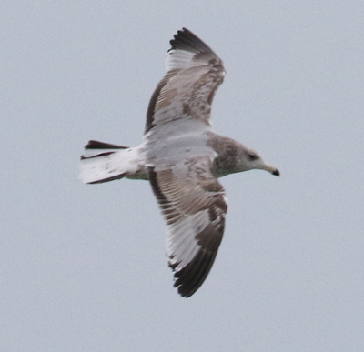 Herring Gull (second cycle in flight)