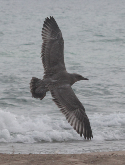 Herring Gull (juvenile)