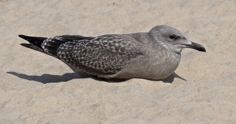 Herring Gull (juvenile)