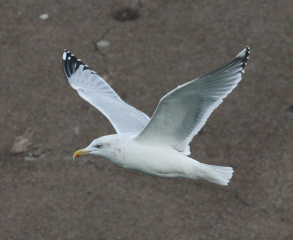 Herring Gull (adult with very limited black in the primaries)