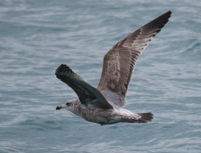 Herring Gull (second cycle in flight)
