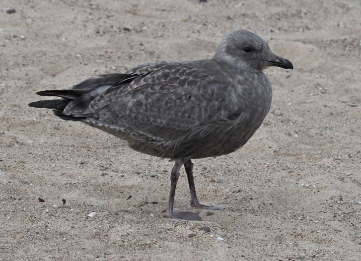 Herring Gull (juvenile)
