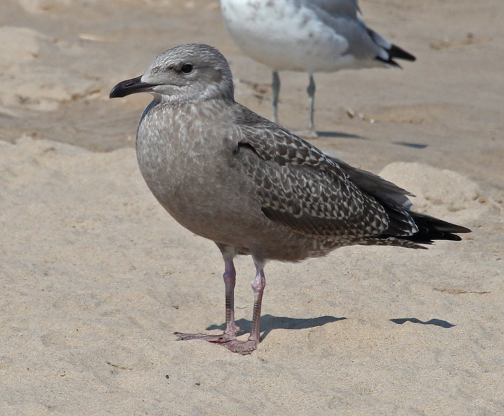Herring Gull (juvenile)