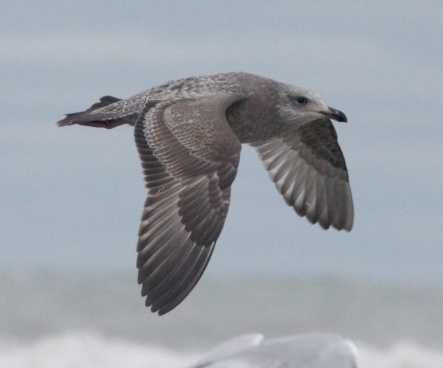 Herring Gull (first cycle in flight)