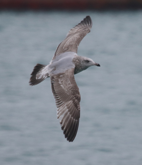 Herring Gull (second cycle in flight)
