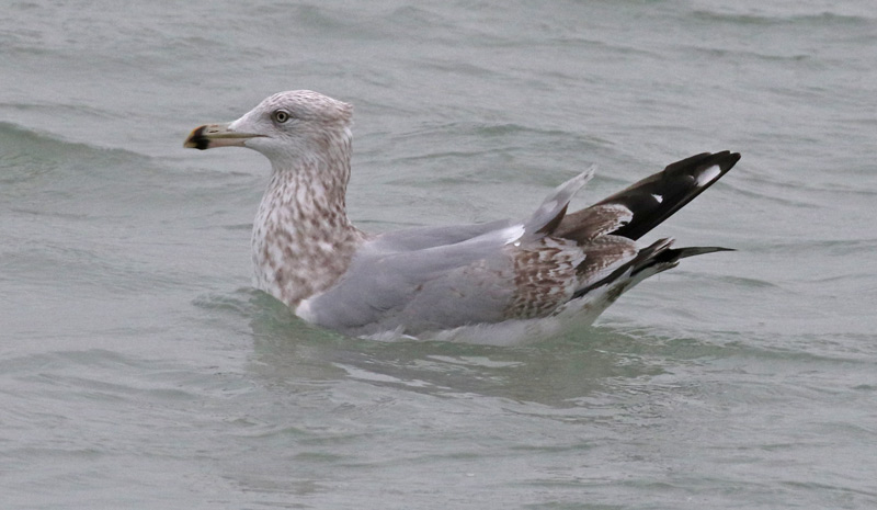 Herring Gull