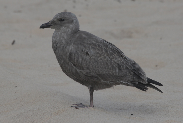 Herring Gull (juvenile)