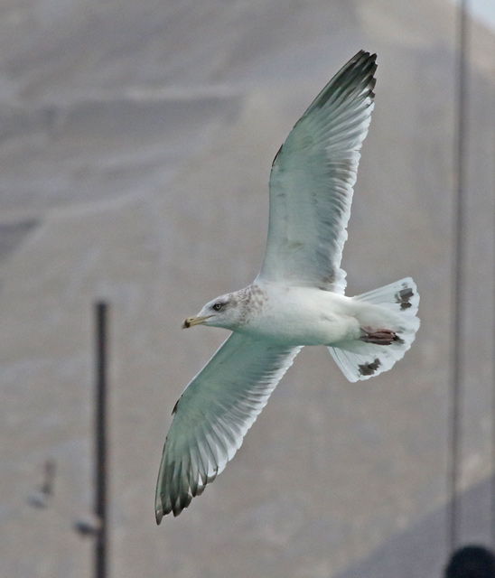 Herring Gull (third cycle in flight) Port of Indiana, Porter County, Indiana