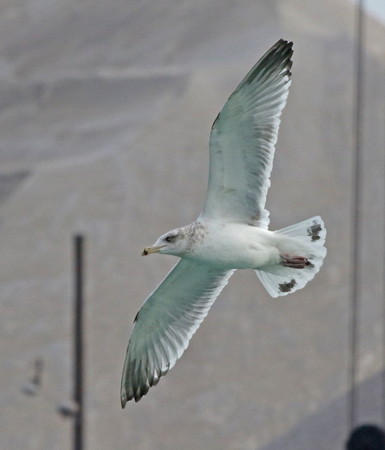 Herring Gull (third cycle in flight)