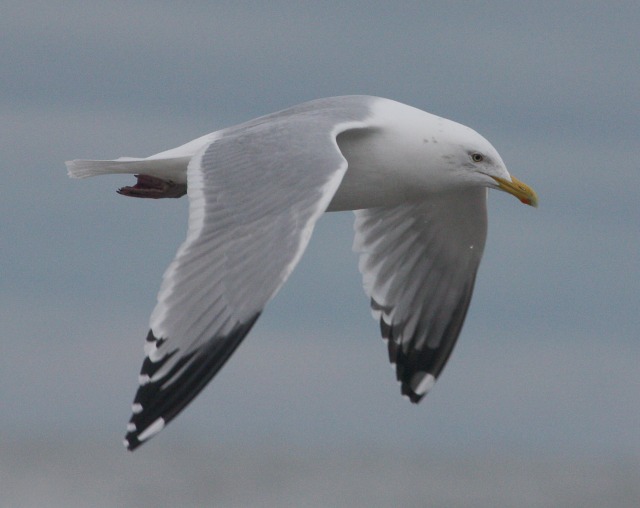 Herring Gull (adult)
