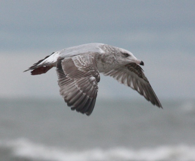 Herring Gull (second cycle in flight)