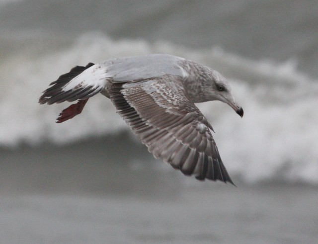 Herring Gull (second cycle in flight)