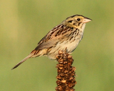 Henslow's Sparrow photo #2