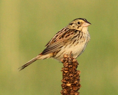 Henslow's Sparrow photo #3