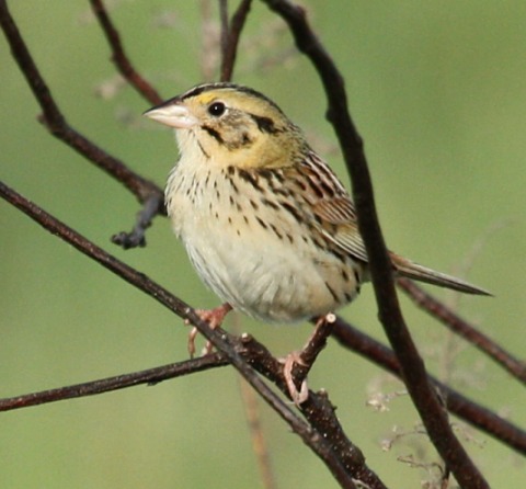 Henslow's Sparrow photo #4