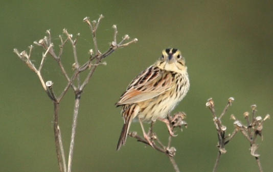 Henslow's Sparrow photo #5