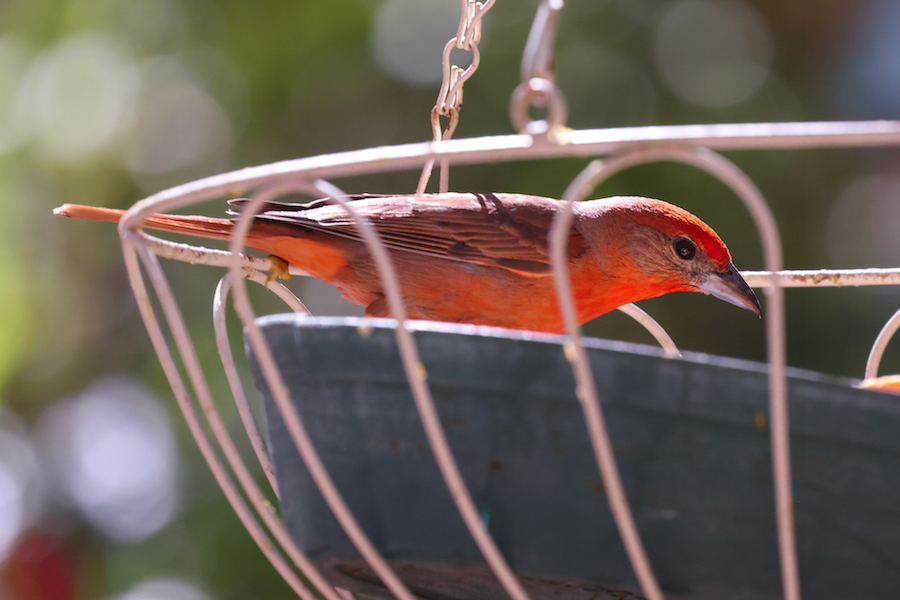 Hepatic Tanager