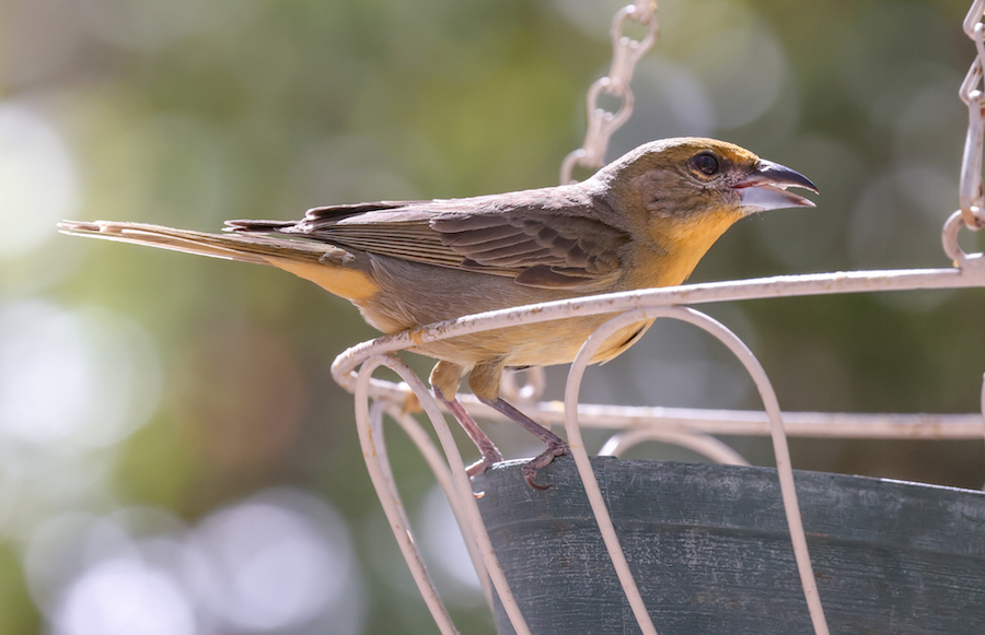 Hepatic Tanager