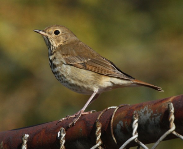 Hermit Thrush photo #11