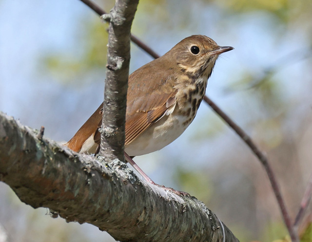 Hermit Thrush photo #10