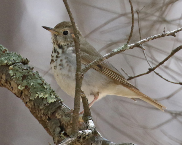 Hermit Thrush (adult Interior West form)