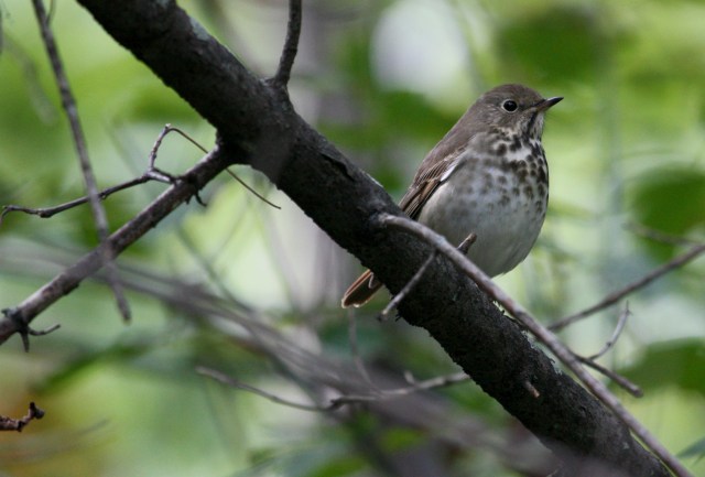 Hermit Thrush photo #2