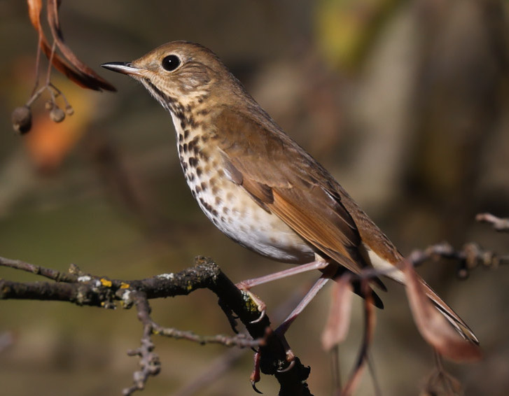 Hermit Thrush photo #6