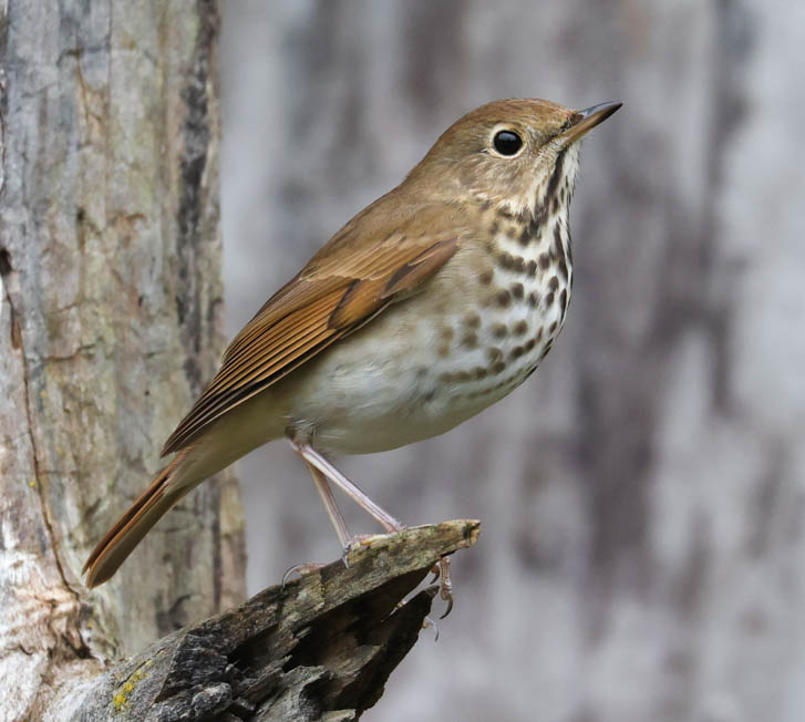 Hermit Thrush photo #7
