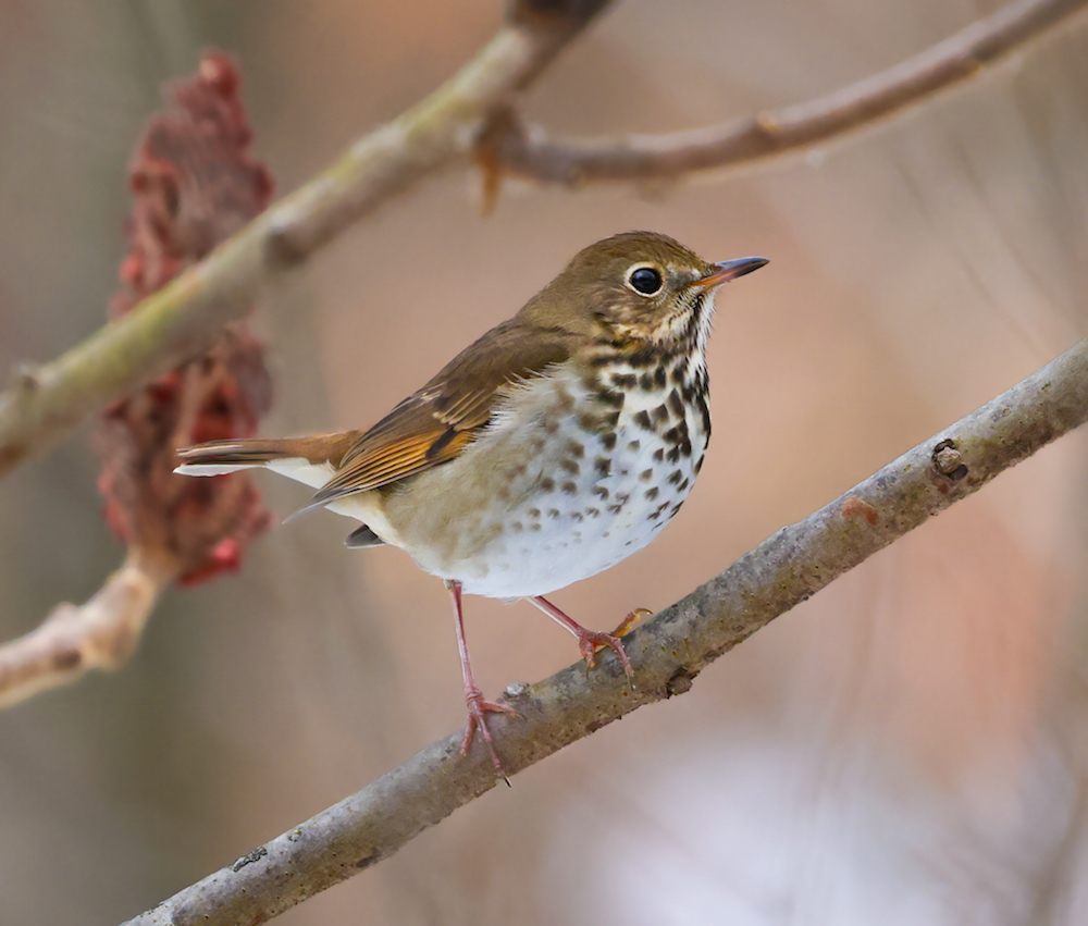Hermit Thrush photo #1