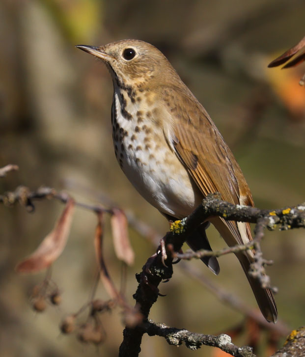 Hermit Thrush photo #9