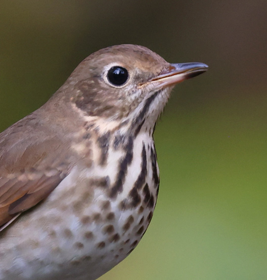 Hermit Thrush photo #5