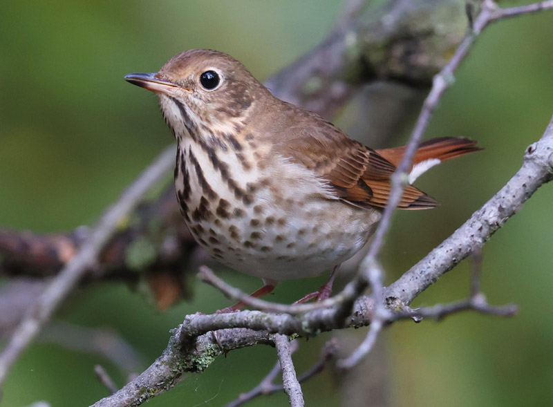 Hermit Thrush photo #4