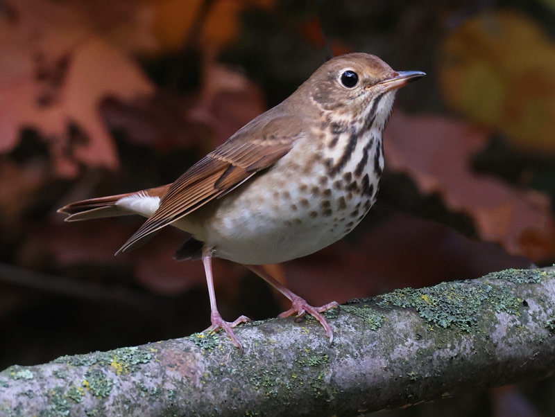 Hermit Thrush photo #3