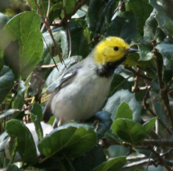 Hermit Warbler (spring adult male) photo #2