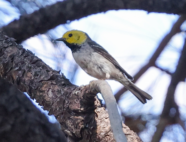 Hermit Warbler (spring adult male) photo #1