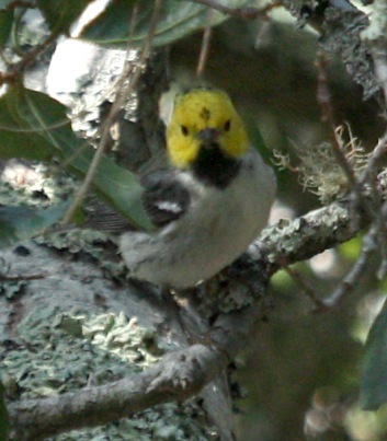 Hermit Warbler (spring adult male) photo #3