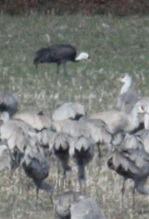Hooded Crane